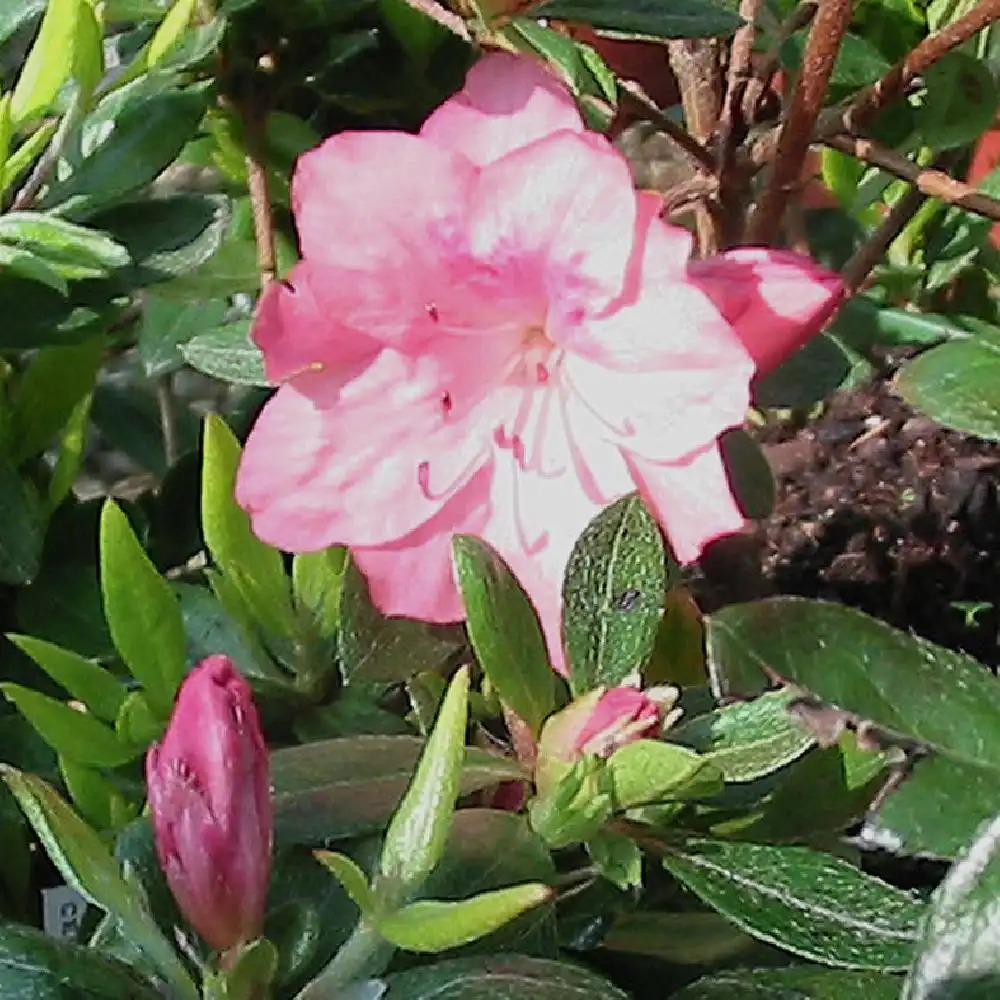 AZALEA japonica 'Blaauw's Pink'