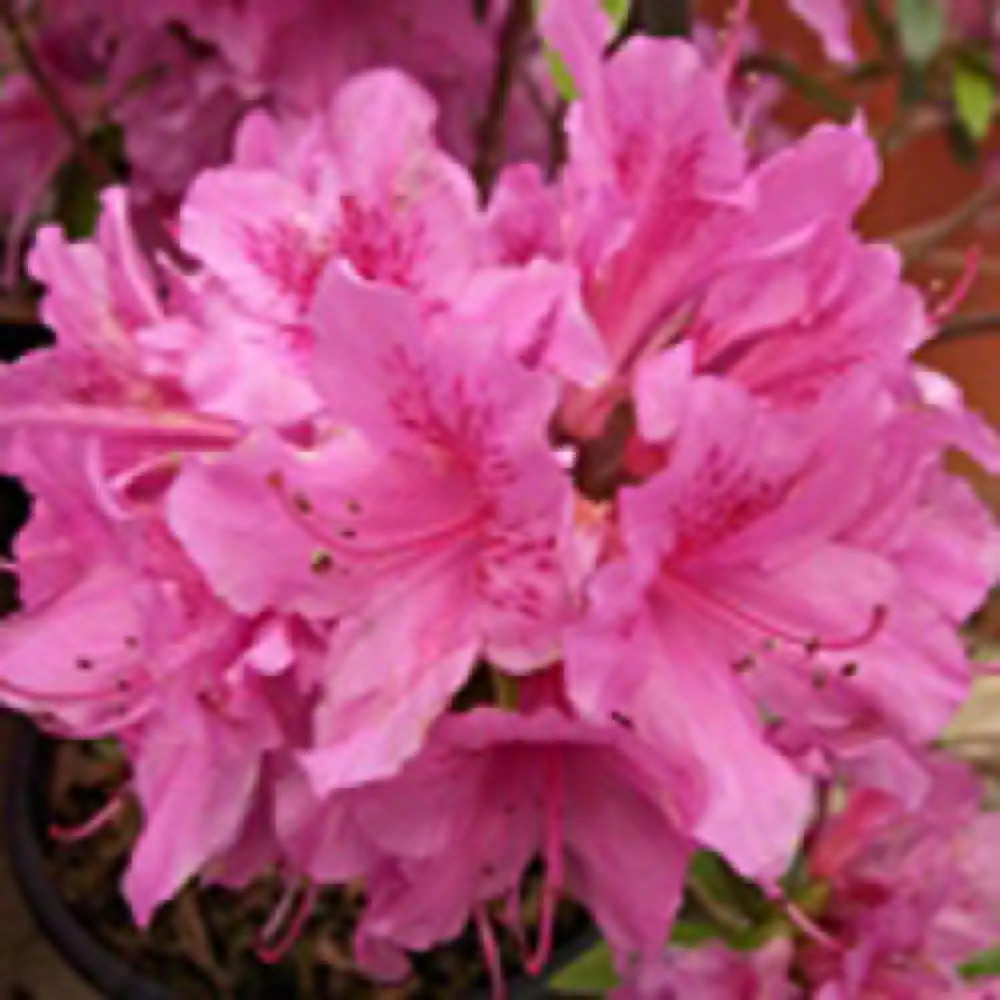 AZALEA japonica 'Chelsoni'