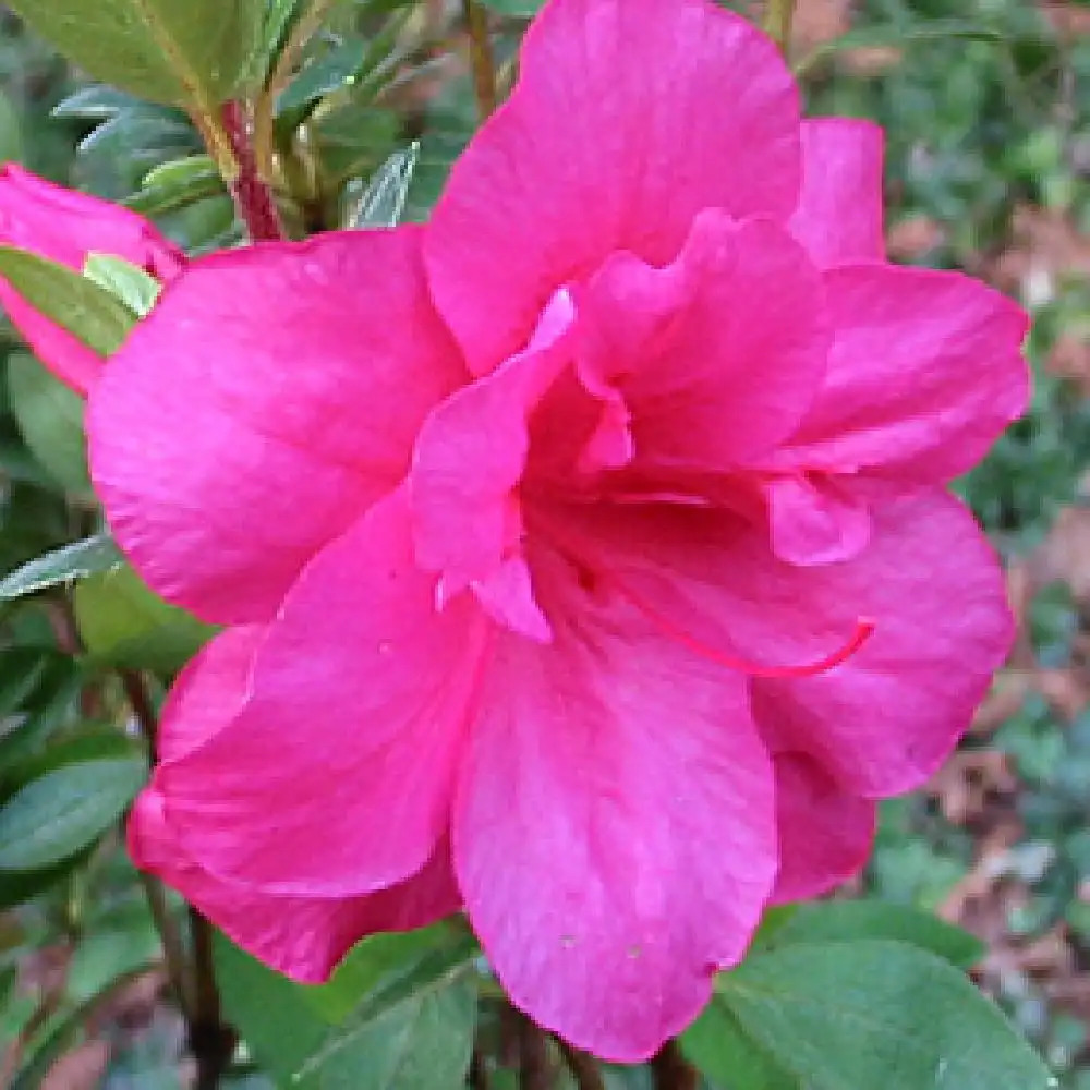 AZALEA japonica 'Christina'