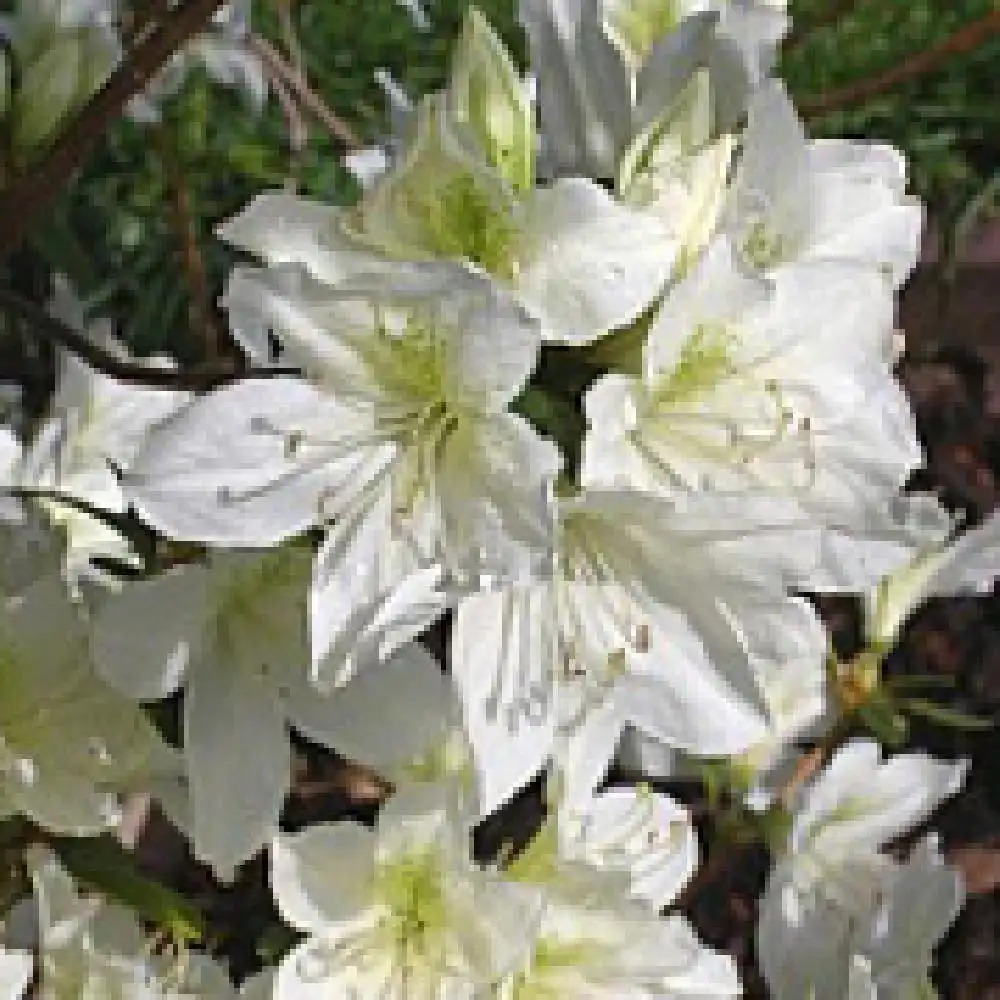 AZALEA japonica 'Dorothy Hayden'