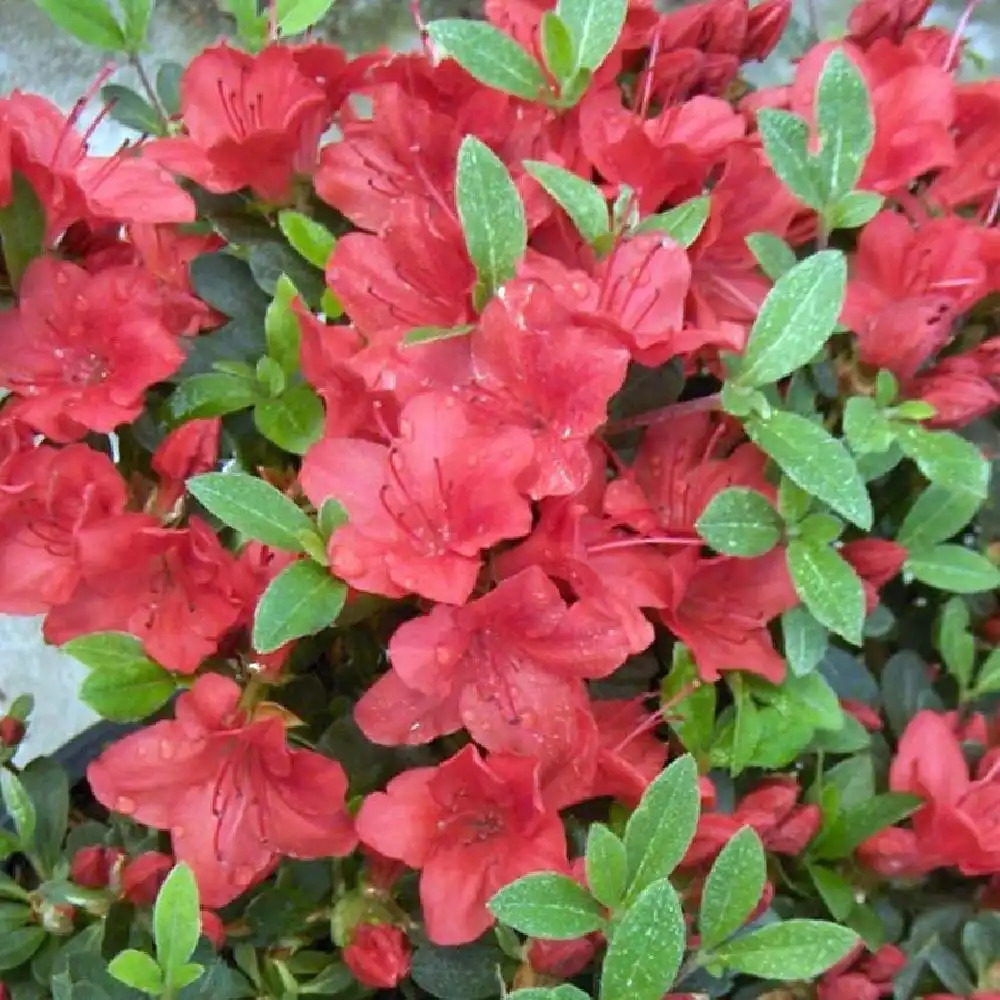 AZALEA japonica 'Fridoline'