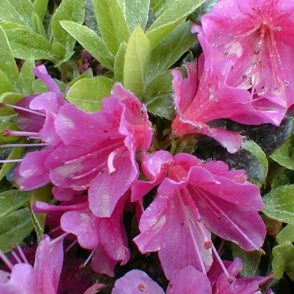 AZALEA japonica 'Geisha'