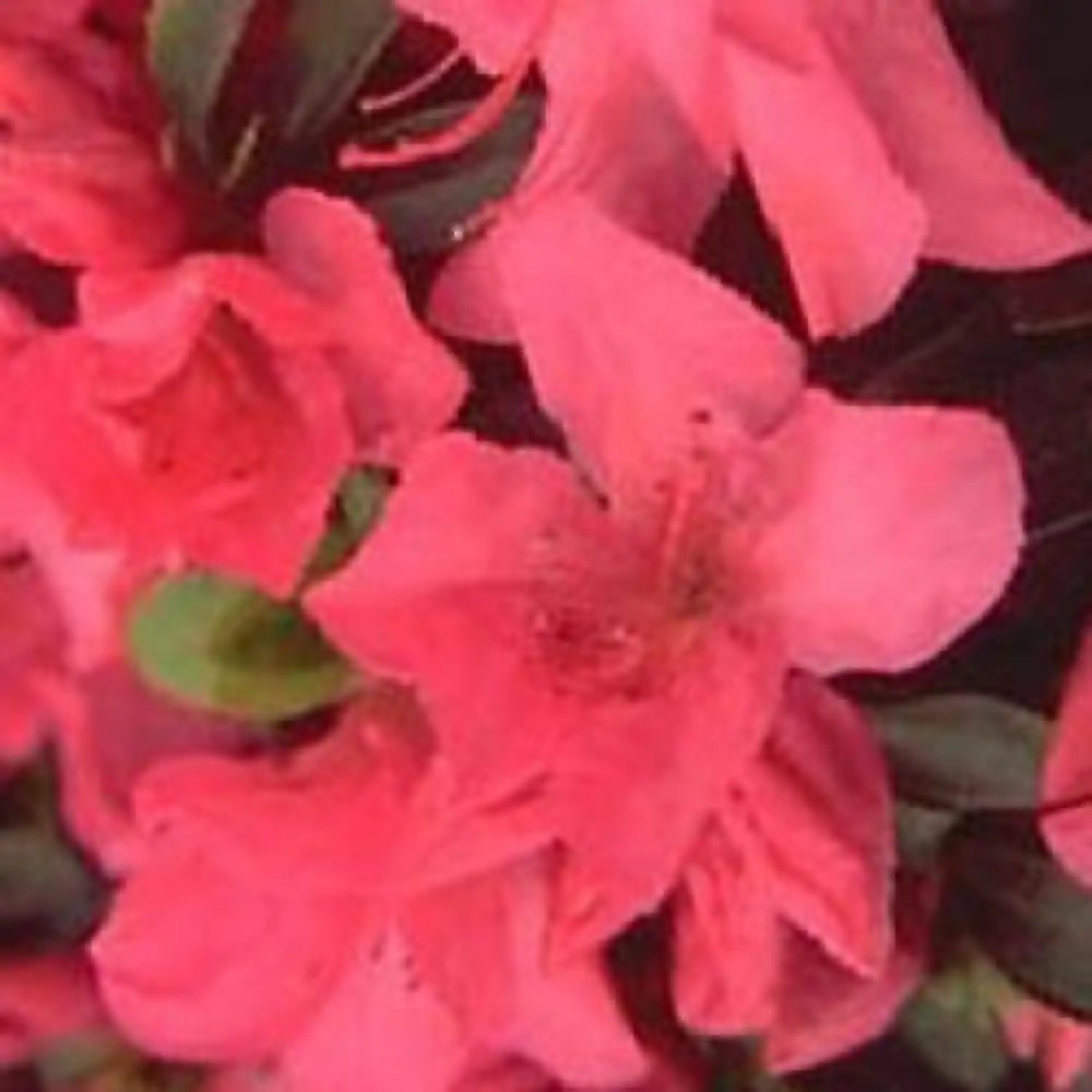 AZALEA japonica 'Gorbella'