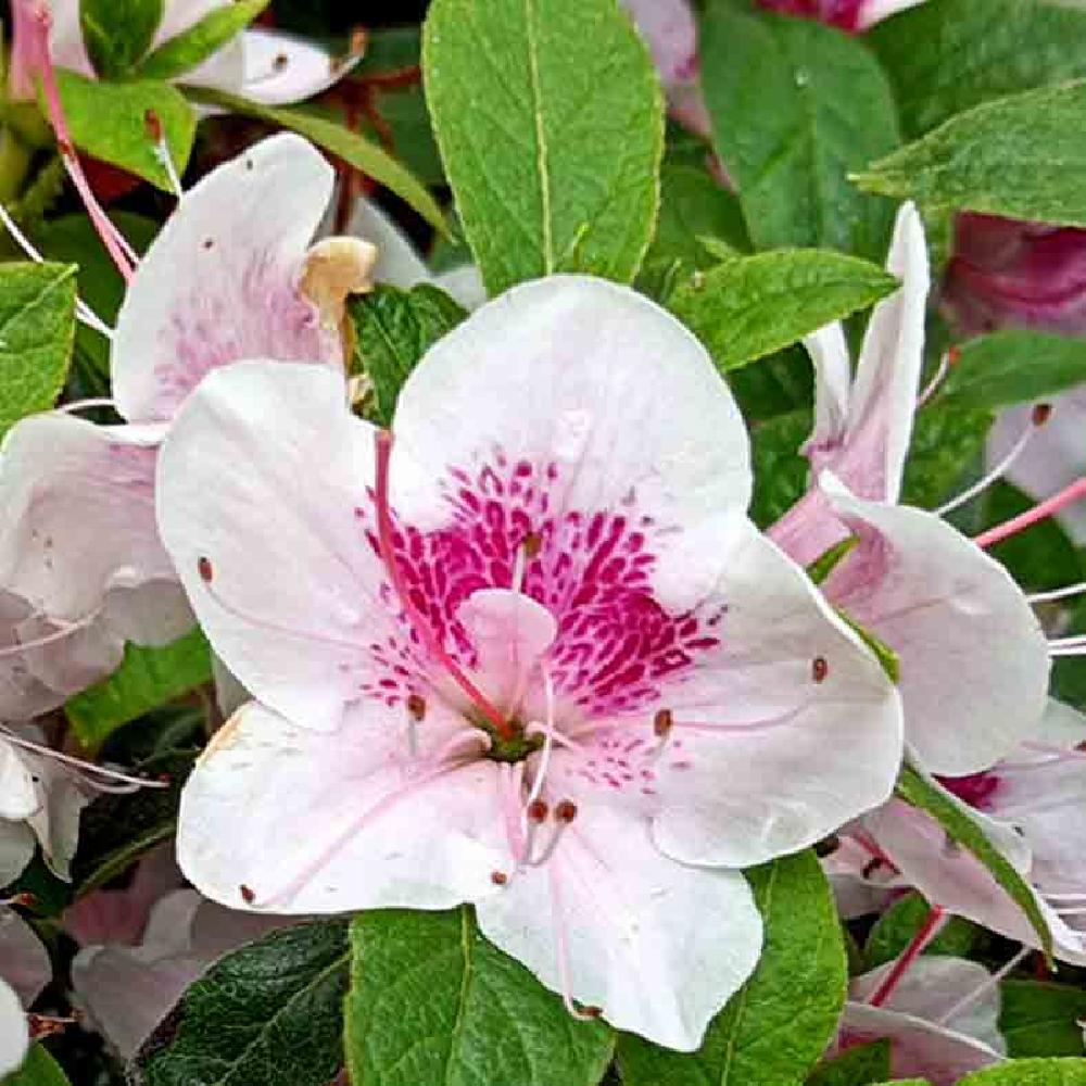 AZALEA japonica 'Ho Oden'