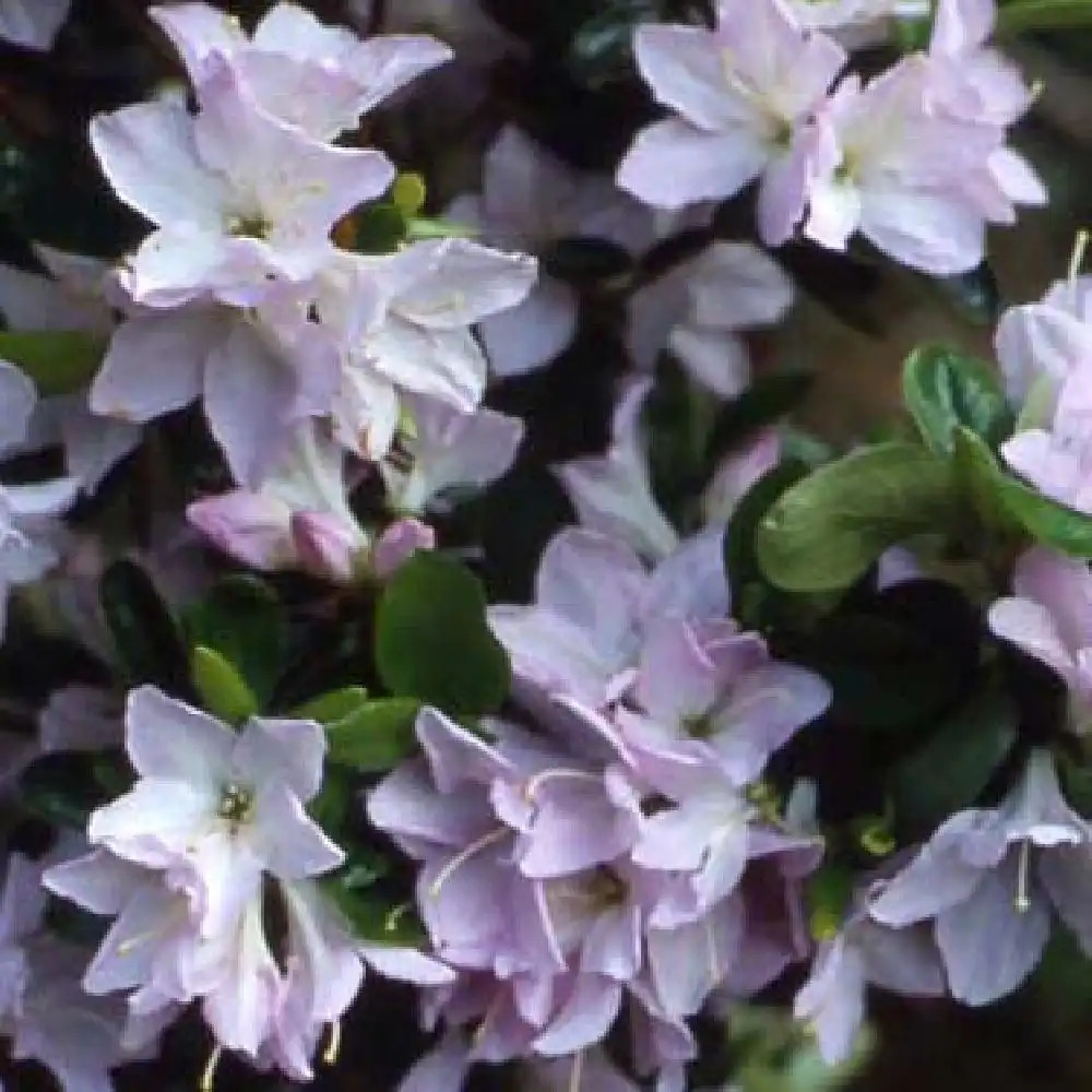 AZALEA japonica 'Irohayama'