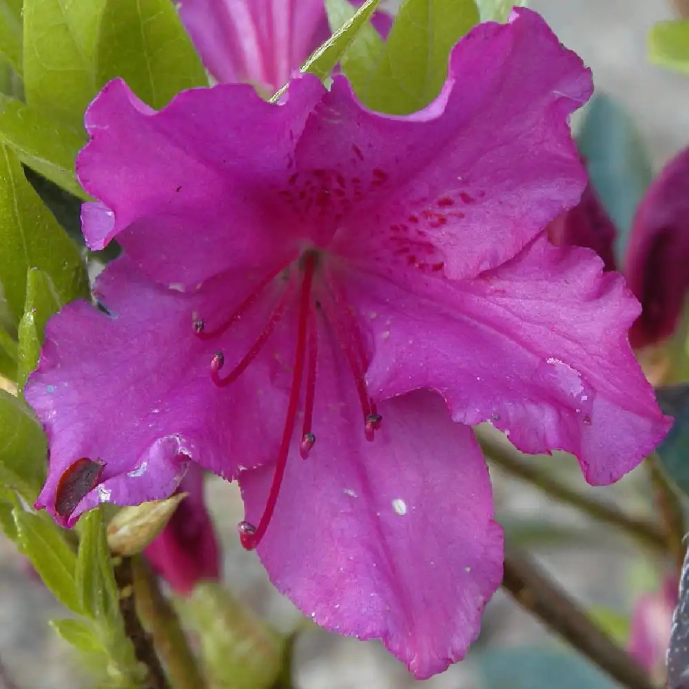 AZALEA japonica 'Johann Sebastian Bach'