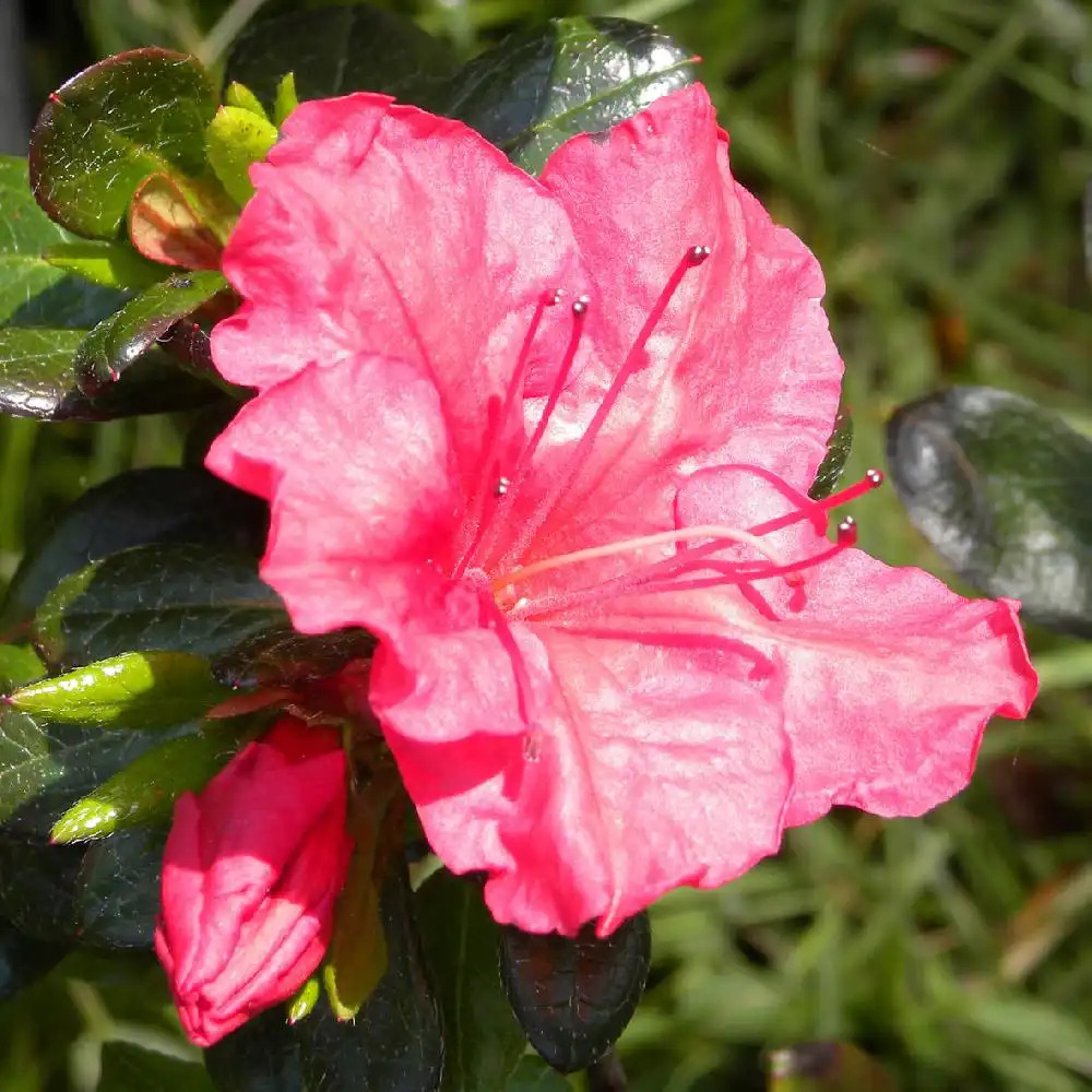 AZALEA japonica 'Johanna'