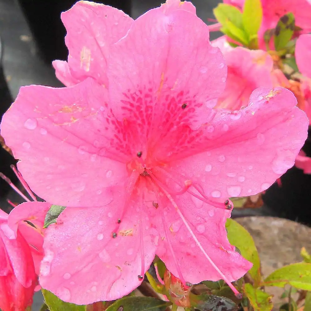 AZALEA japonica 'Magenta'