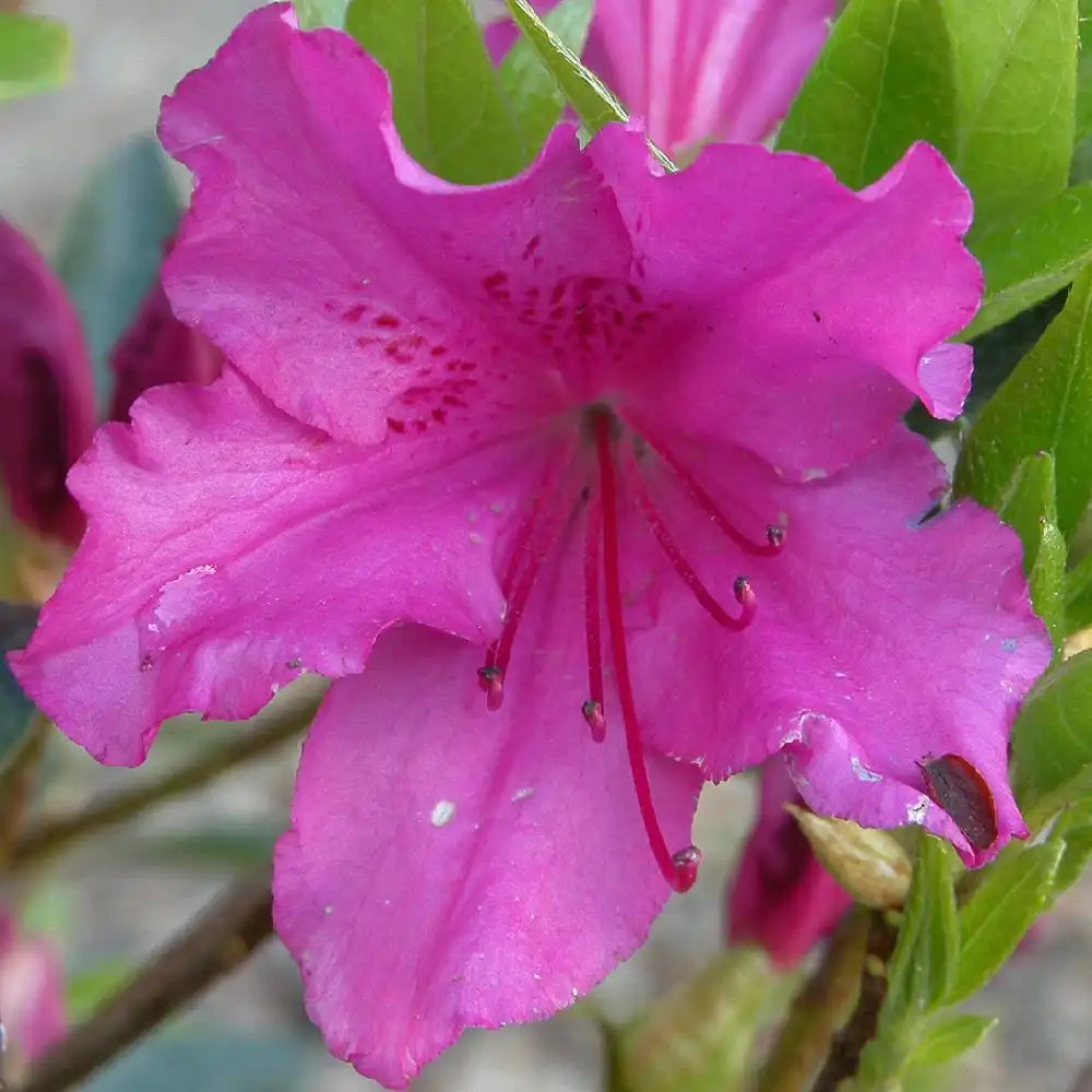 AZALEA japonica 'Purple Splendour'
