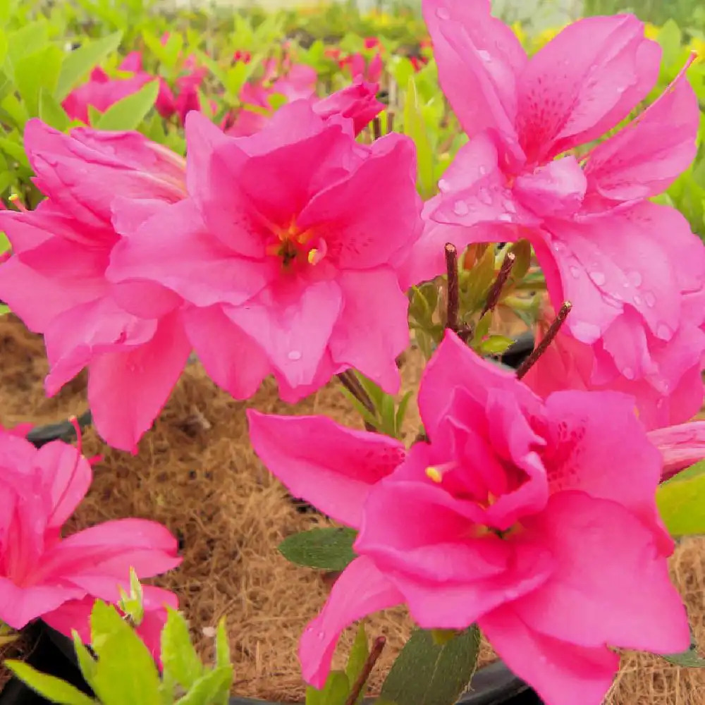 AZALEA japonica 'Rosa King'