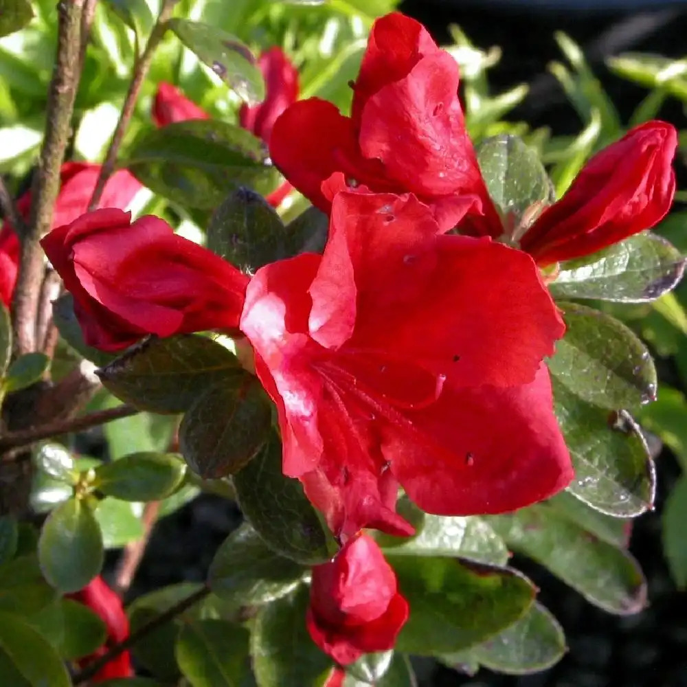 AZALEA japonica 'Santa Maria'