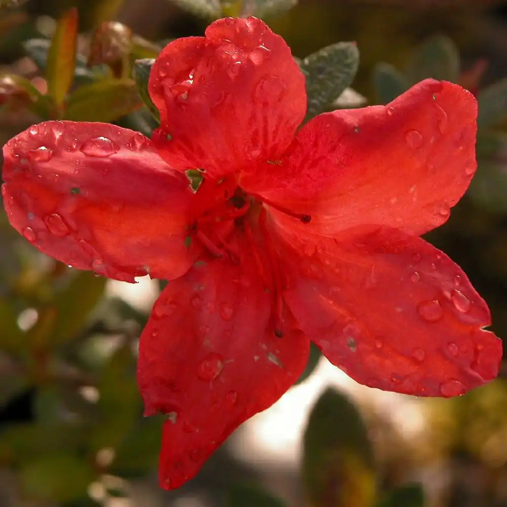 AZALEA japonica 'Sakata Red'