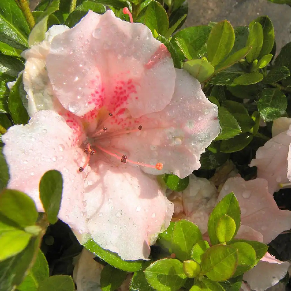 AZALEA japonica 'Sir Robert'