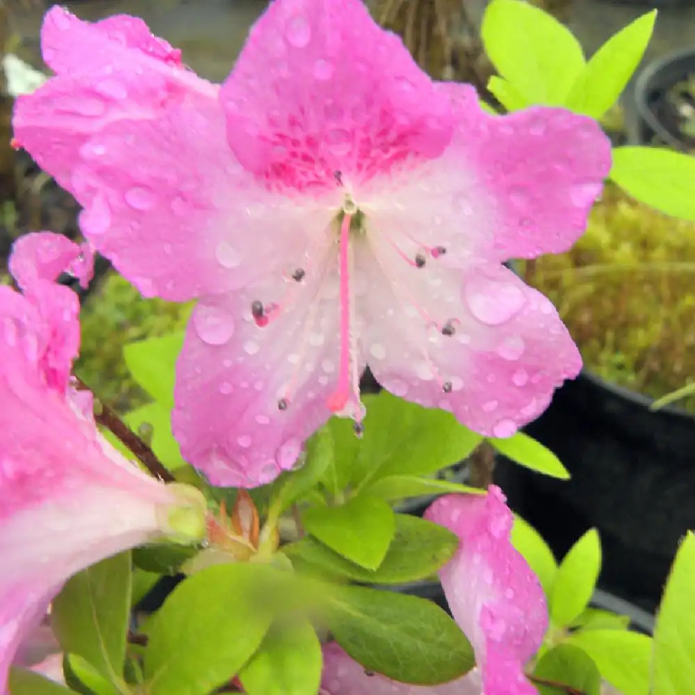 AZALEA japonica 'Stunner'