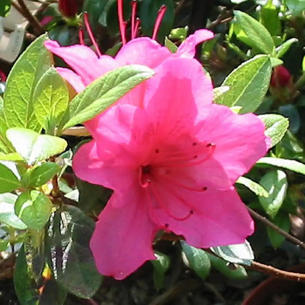 AZALEA japonica 'Vuyk's Rosyred'