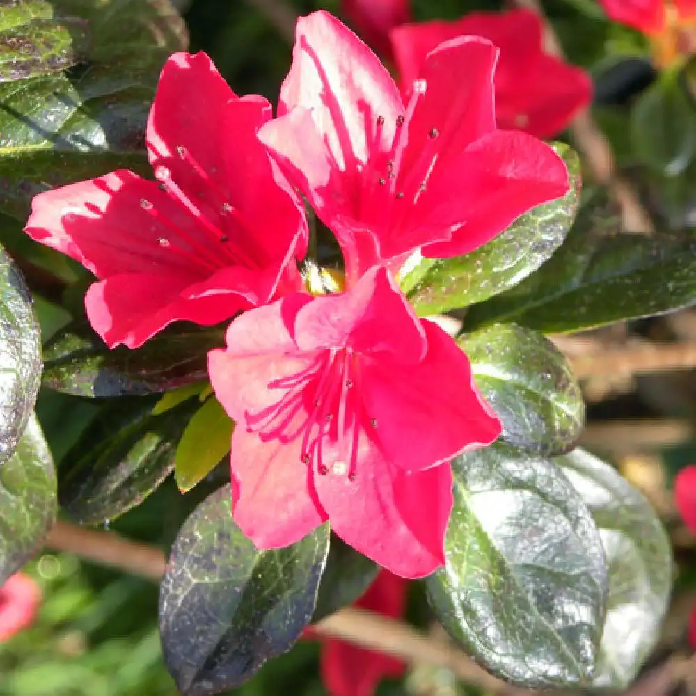 AZALEA japonica 'Ward's Ruby'