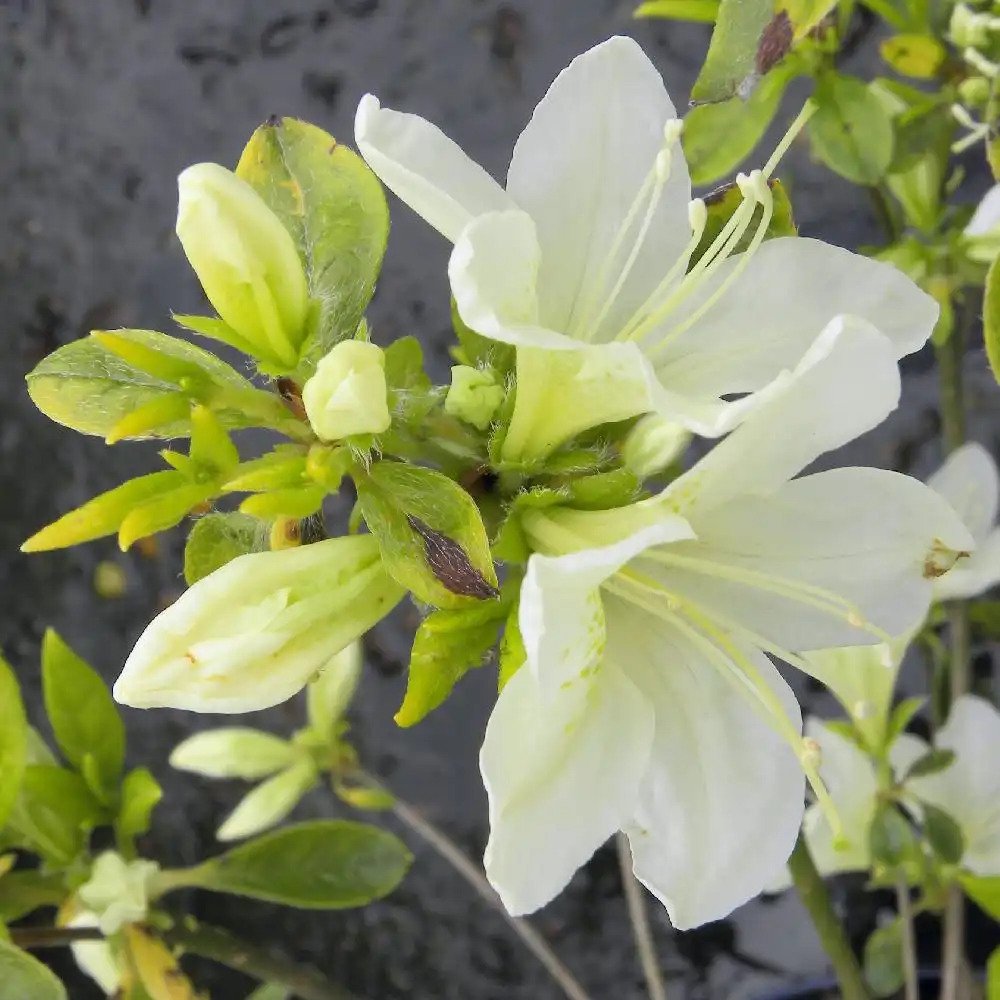 AZALEA japonica 'White Lady'