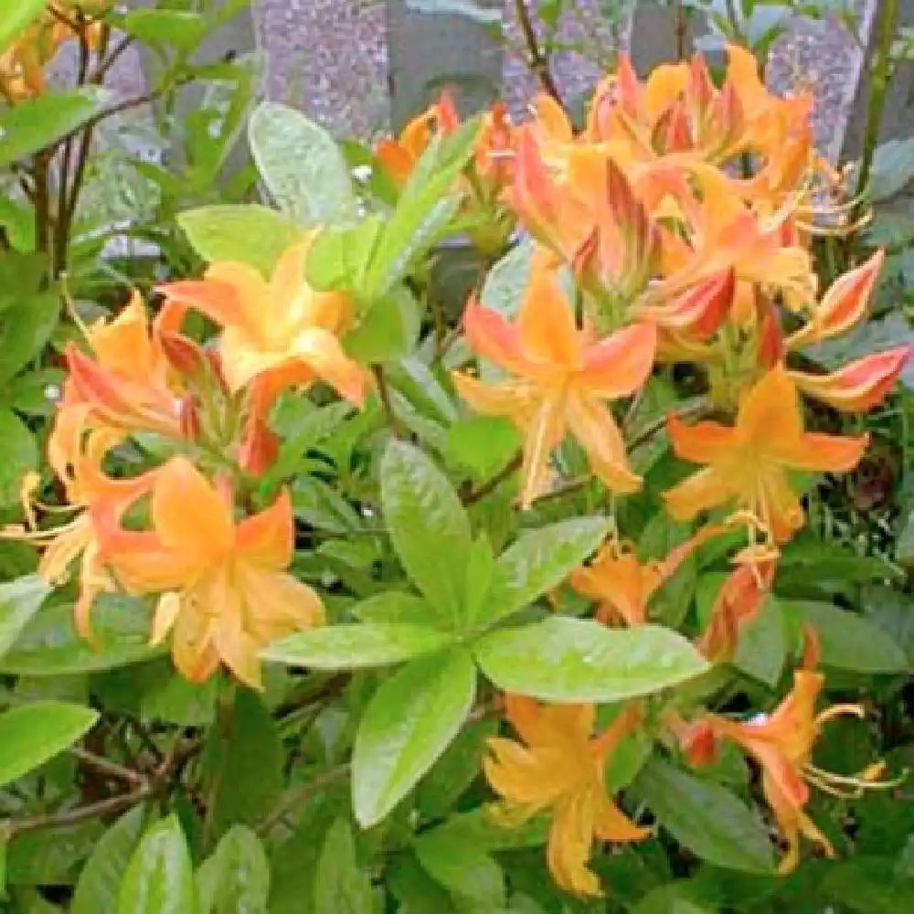 AZALEA mollis 'Apricot Surprise'