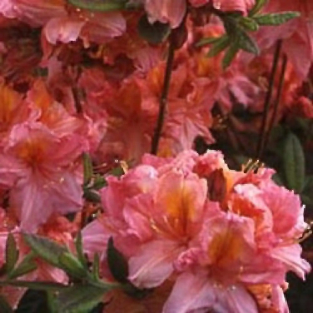 AZALEA mollis 'Berryrose'