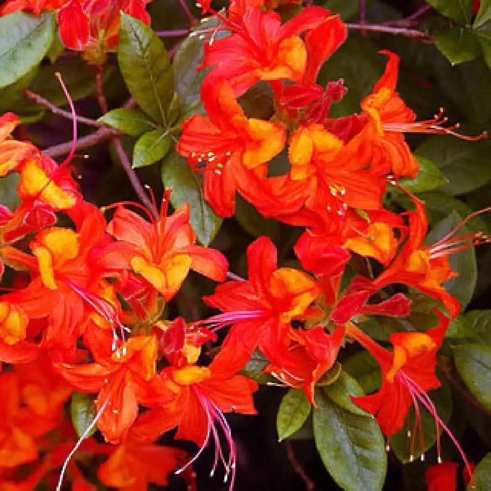 AZALEA mollis 'Coccineum Speciosum'