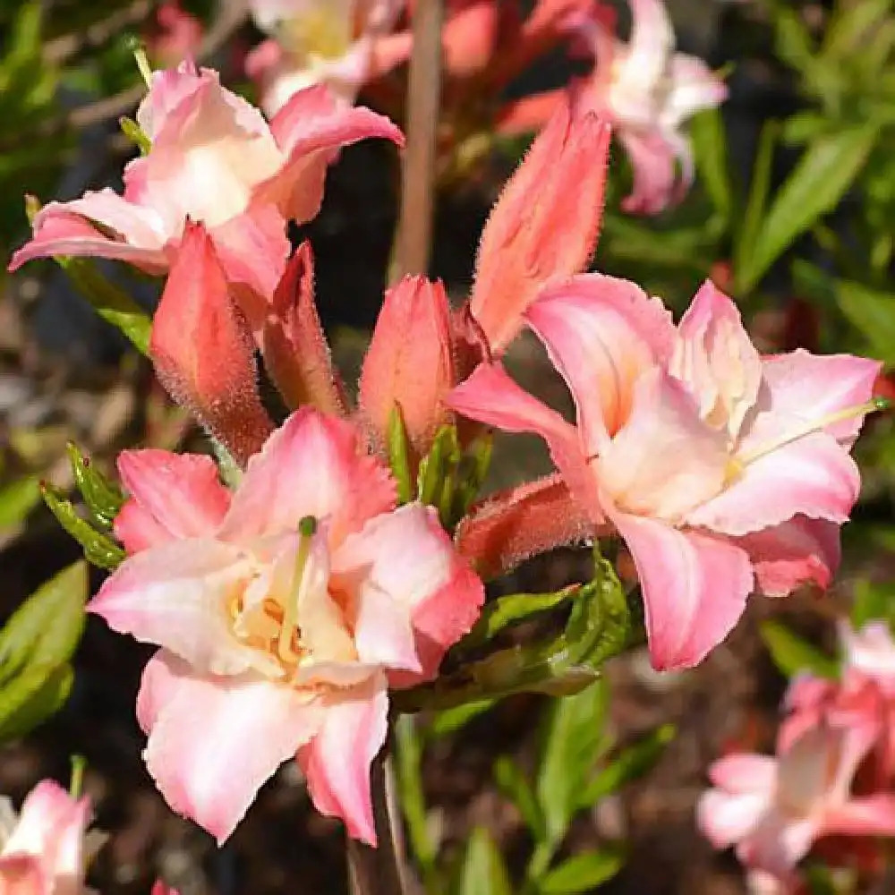 AZALEA mollis 'Corneille'