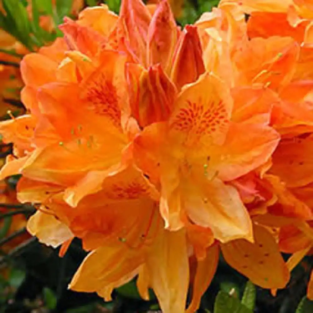 AZALEA mollis 'Dr M.Oosthoek'