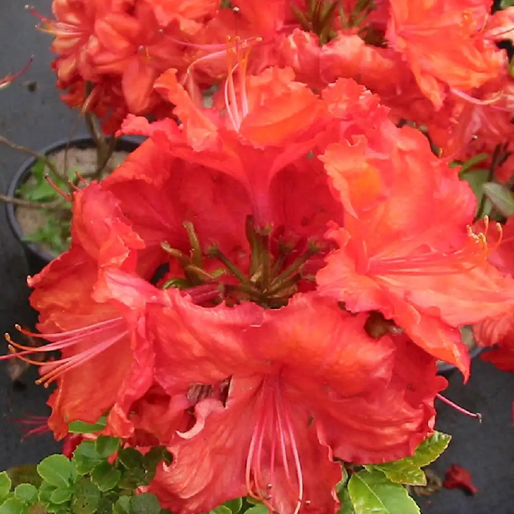 AZALEA mollis 'Feuerwerk'