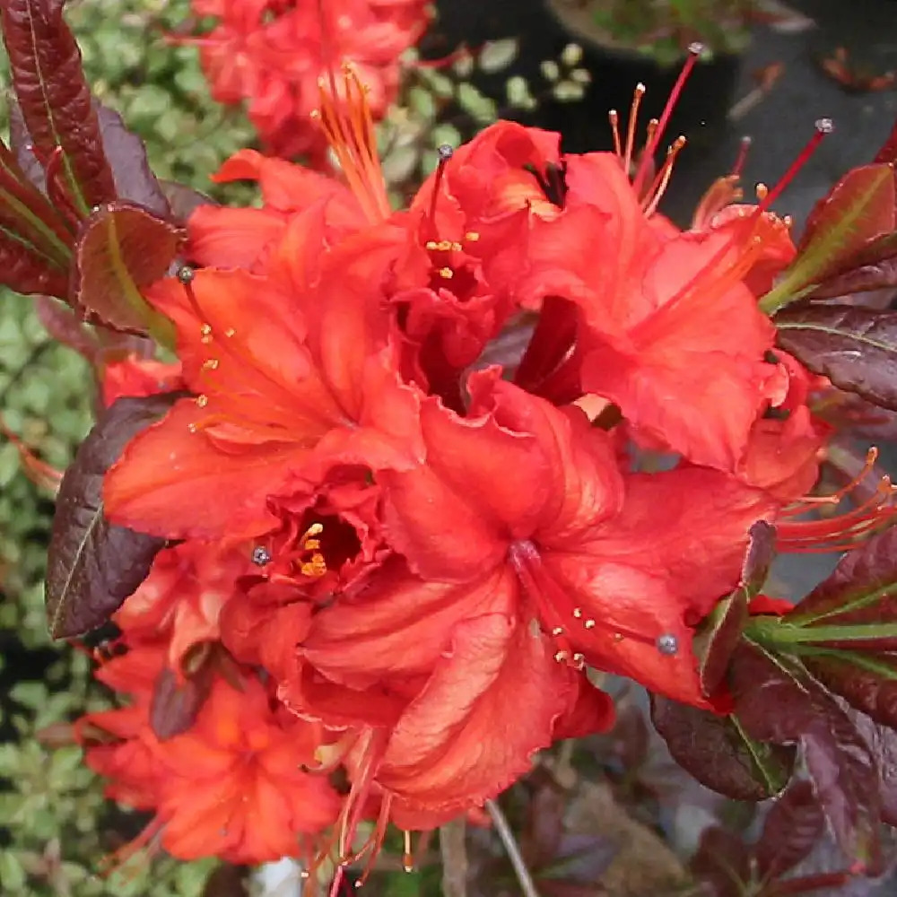 AZALEA mollis 'Fireball'