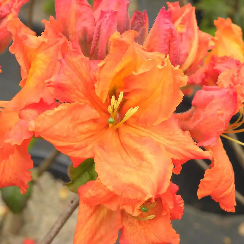 AZALEA mollis 'Gibraltar'