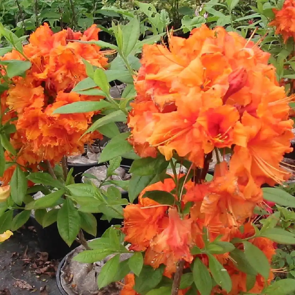 AZALEA mollis 'Gibraltar'