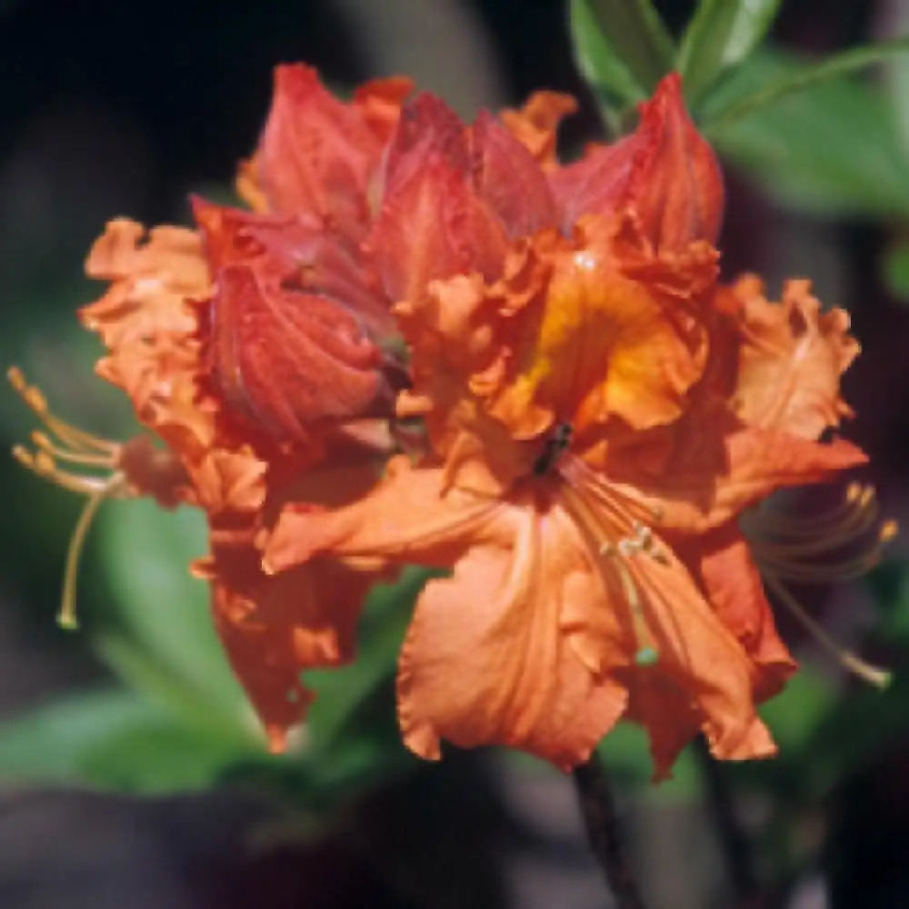 AZALEA mollis 'Golden Eagle'.' image 2