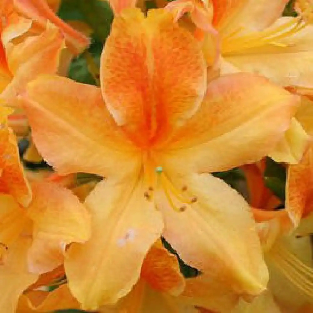 AZALEA mollis 'Goldflamme'