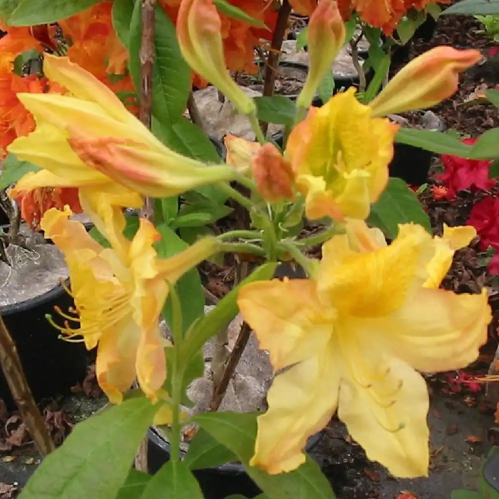 AZALEA mollis 'Harvest Moon'