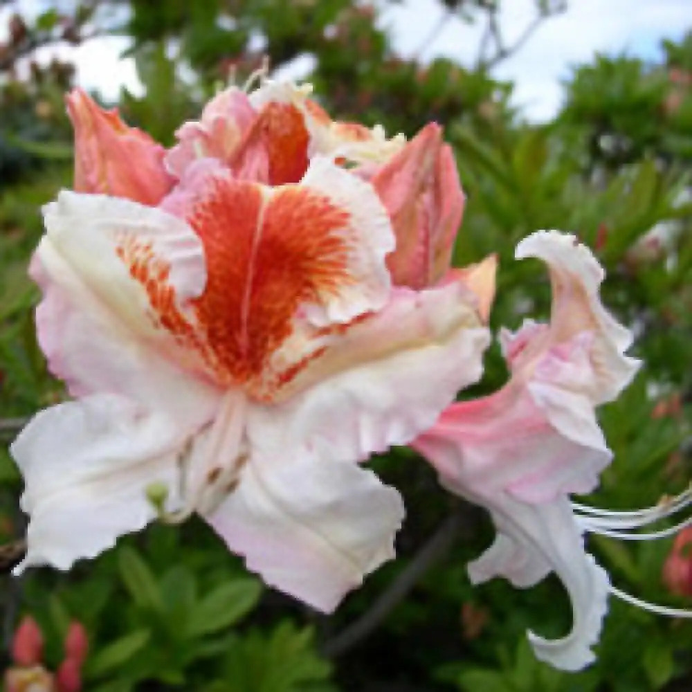 AZALEA mollis 'Jock Brydon'