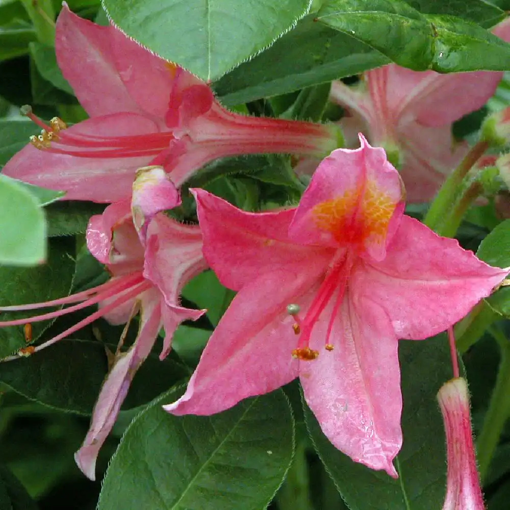 AZALEA mollis 'Jolie Madame'