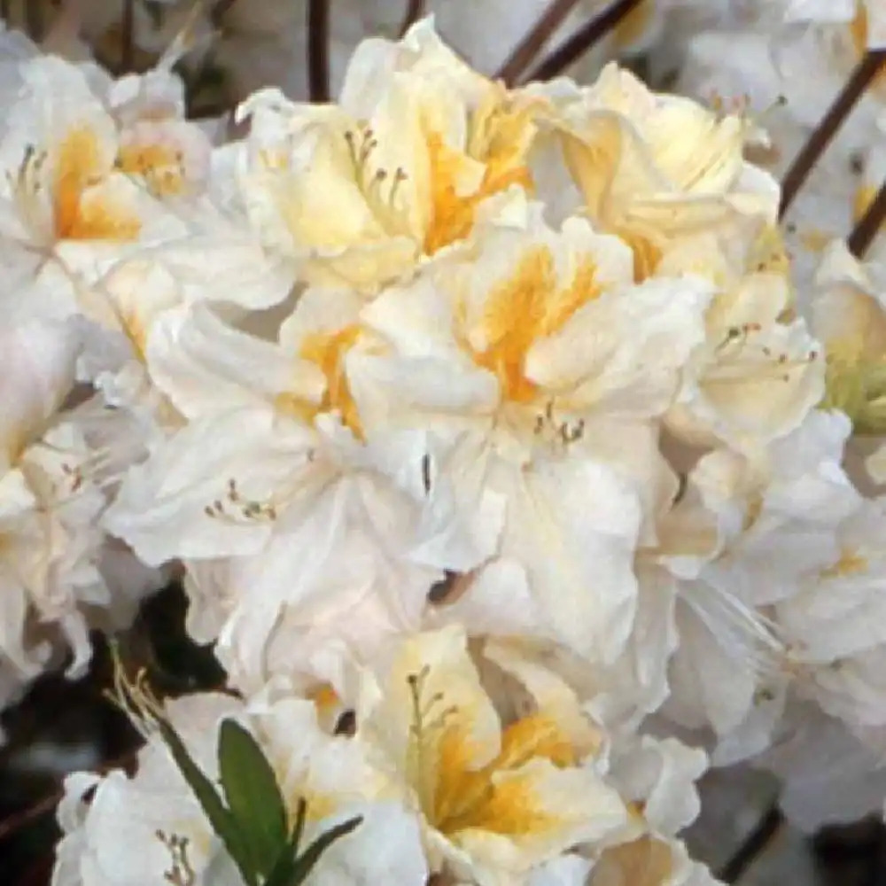 AZALEA mollis 'Mount Rainier'