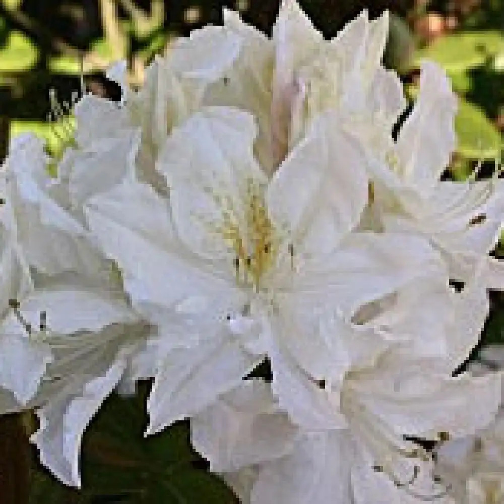 AZALEA mollis 'Oxydol'