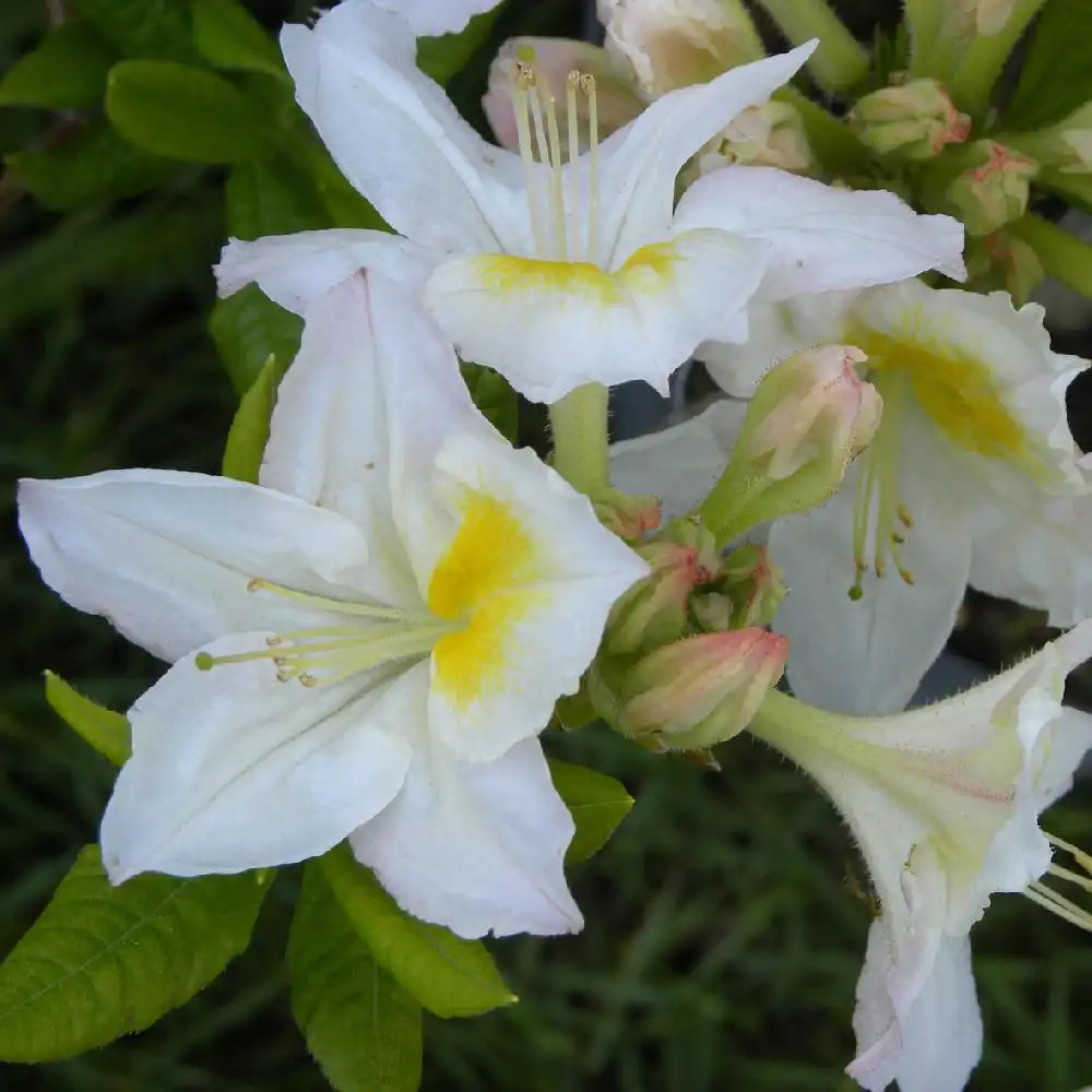 AZALEA mollis 'Persil'