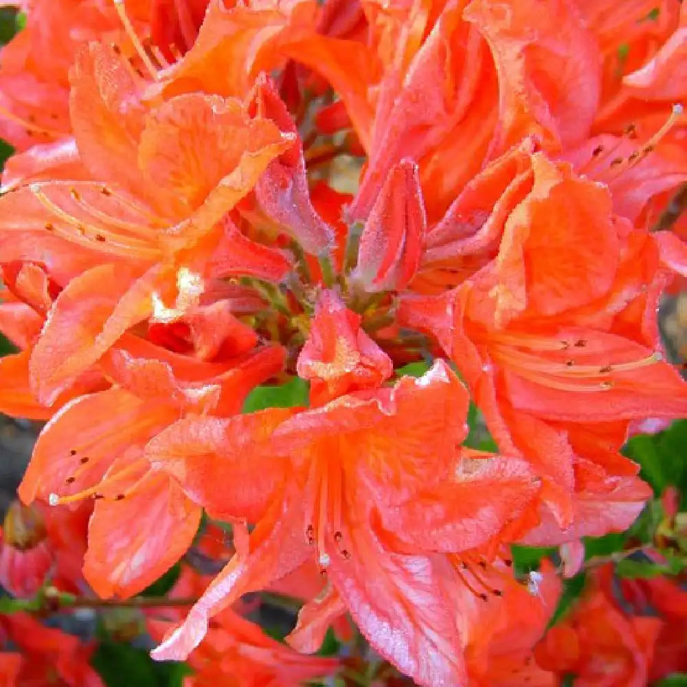 AZALEA mollis 'Saturnus'