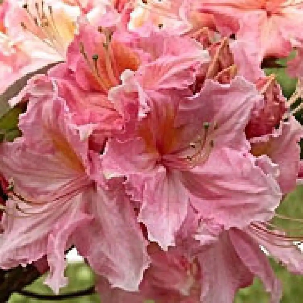 AZALEA mollis 'Strawberry Ice'