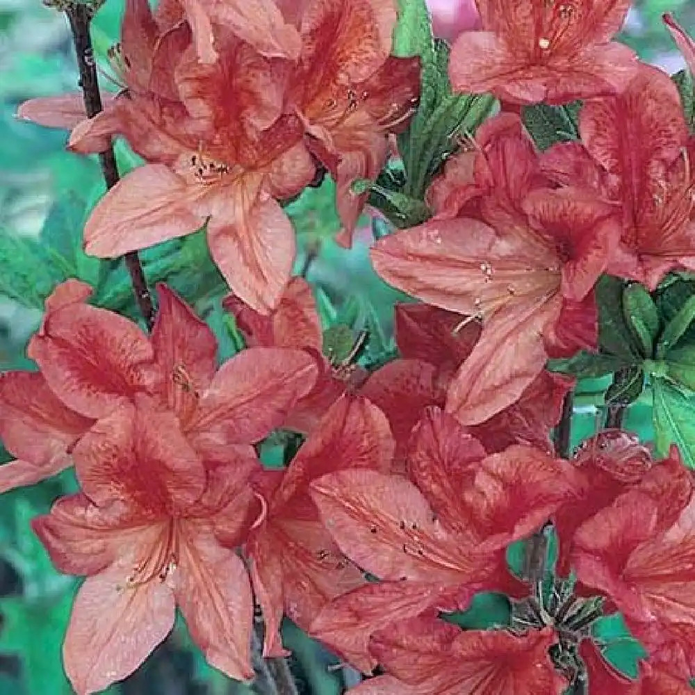 AZALEA mollis 'Tunis'