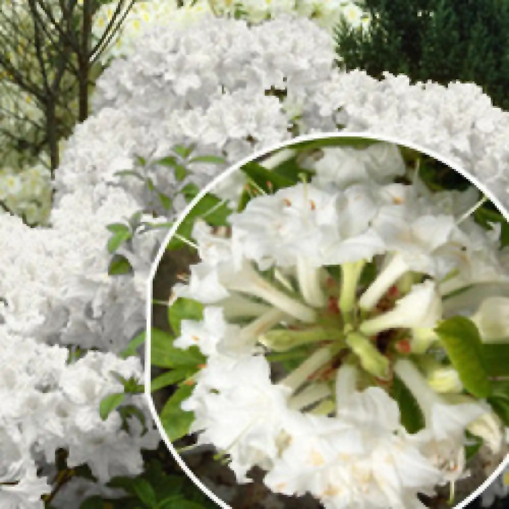 AZALEA mollis 'Whitethroat'