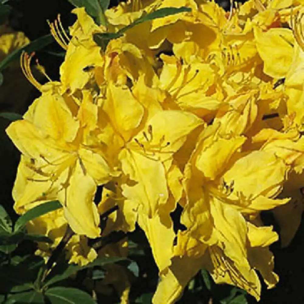 AZALEA mollis 'Windsor Sunbeam'