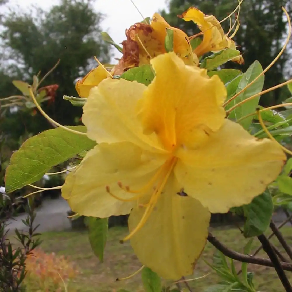 AZALEA mollis