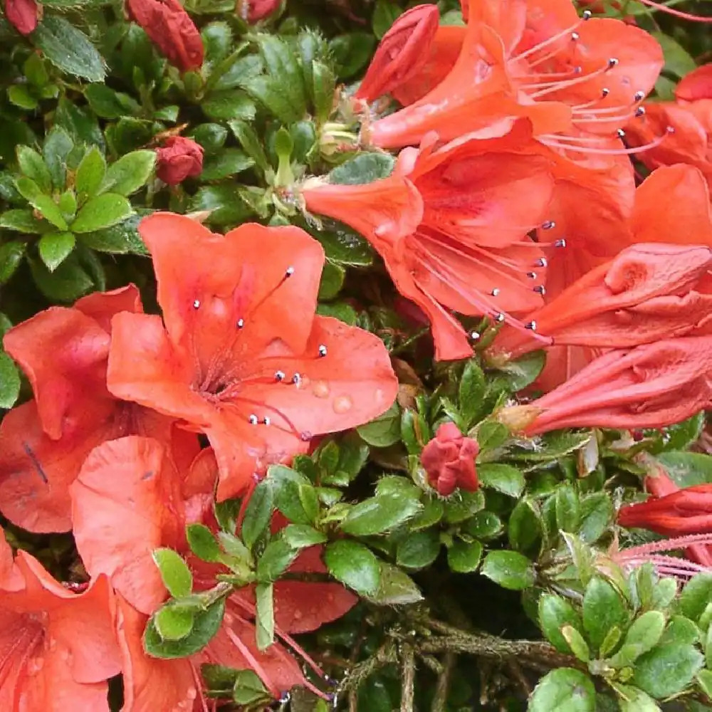 AZALEA nakaharae 'Orange'