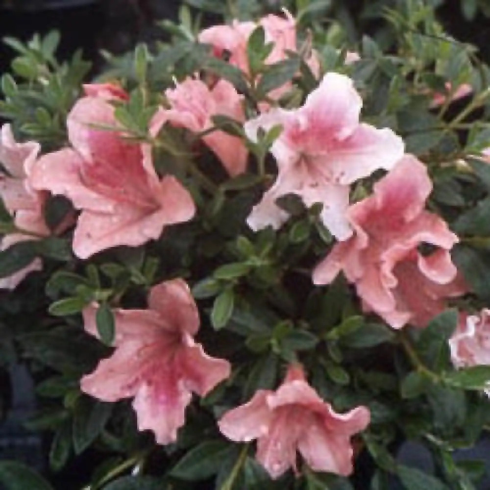 AZALEA nakaharae 'Pink Pancake'