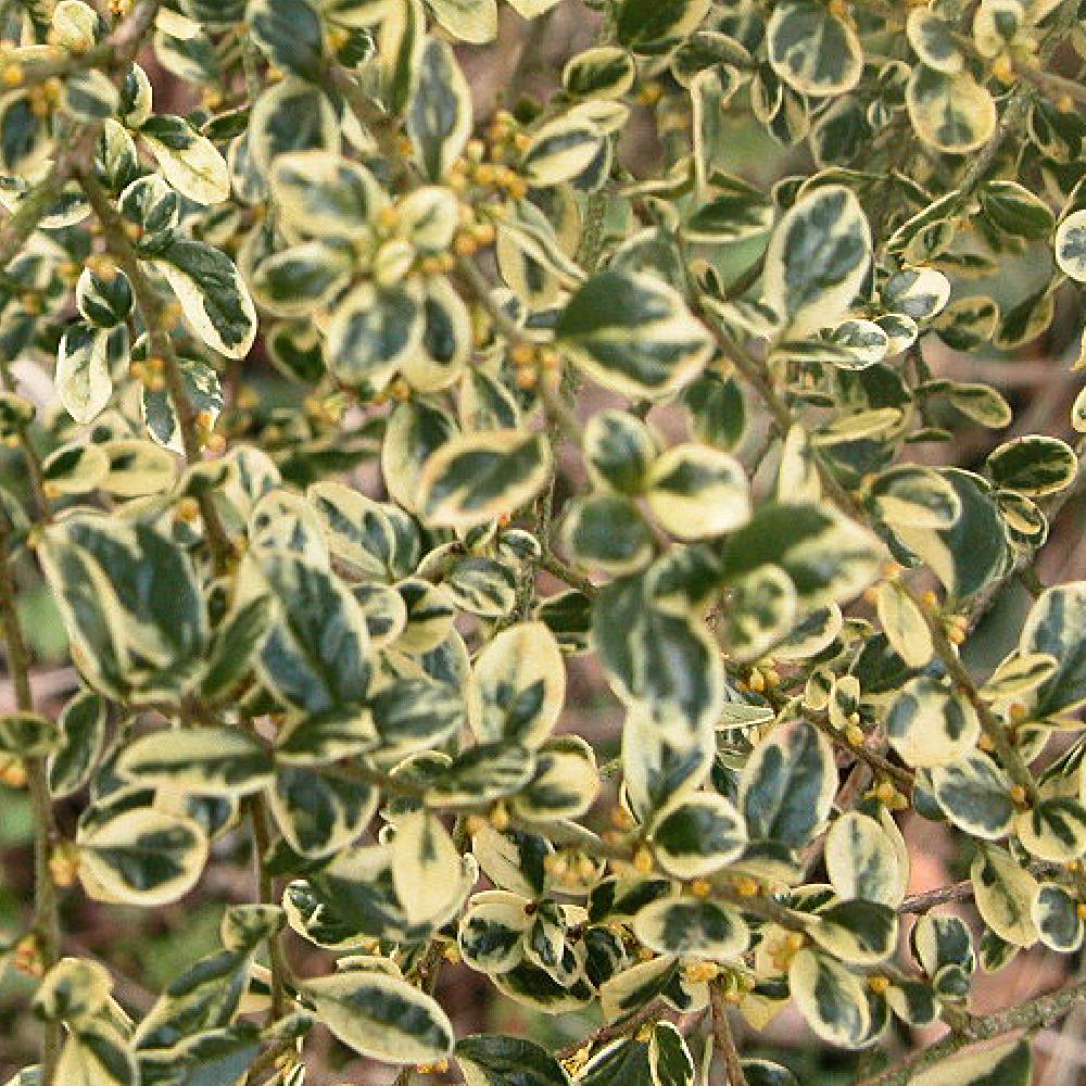 AZARA microphylla 'Variegata'