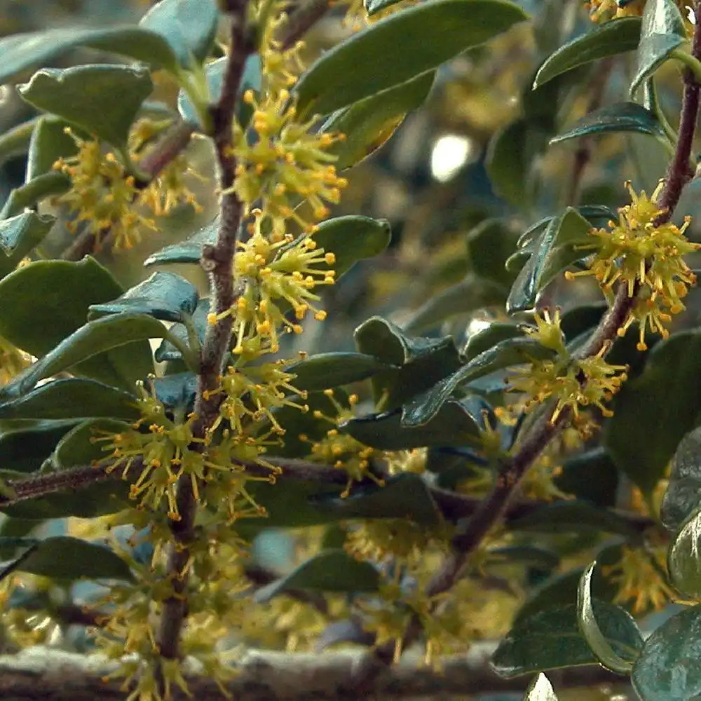 AZARA microphylla