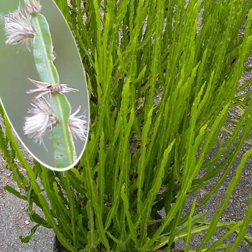 BACCHARIS genistelloides