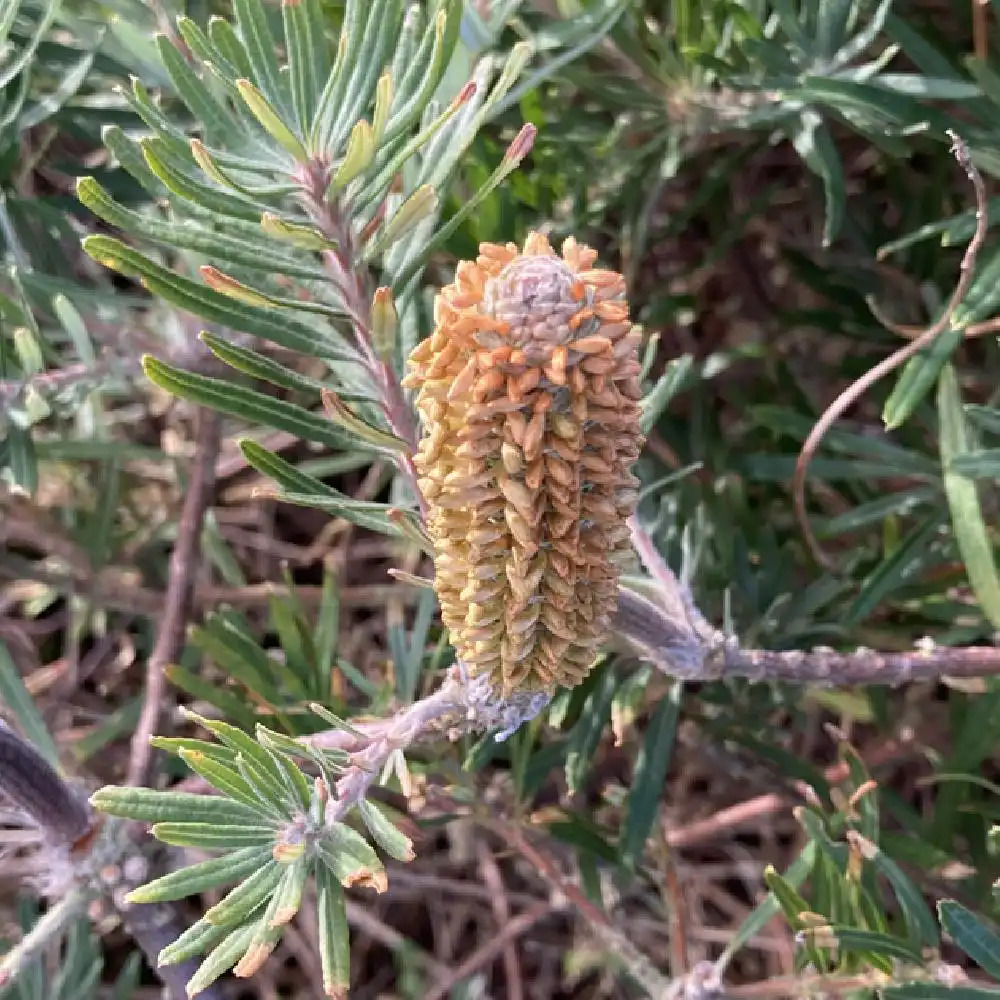 BANKSIA spinulosa